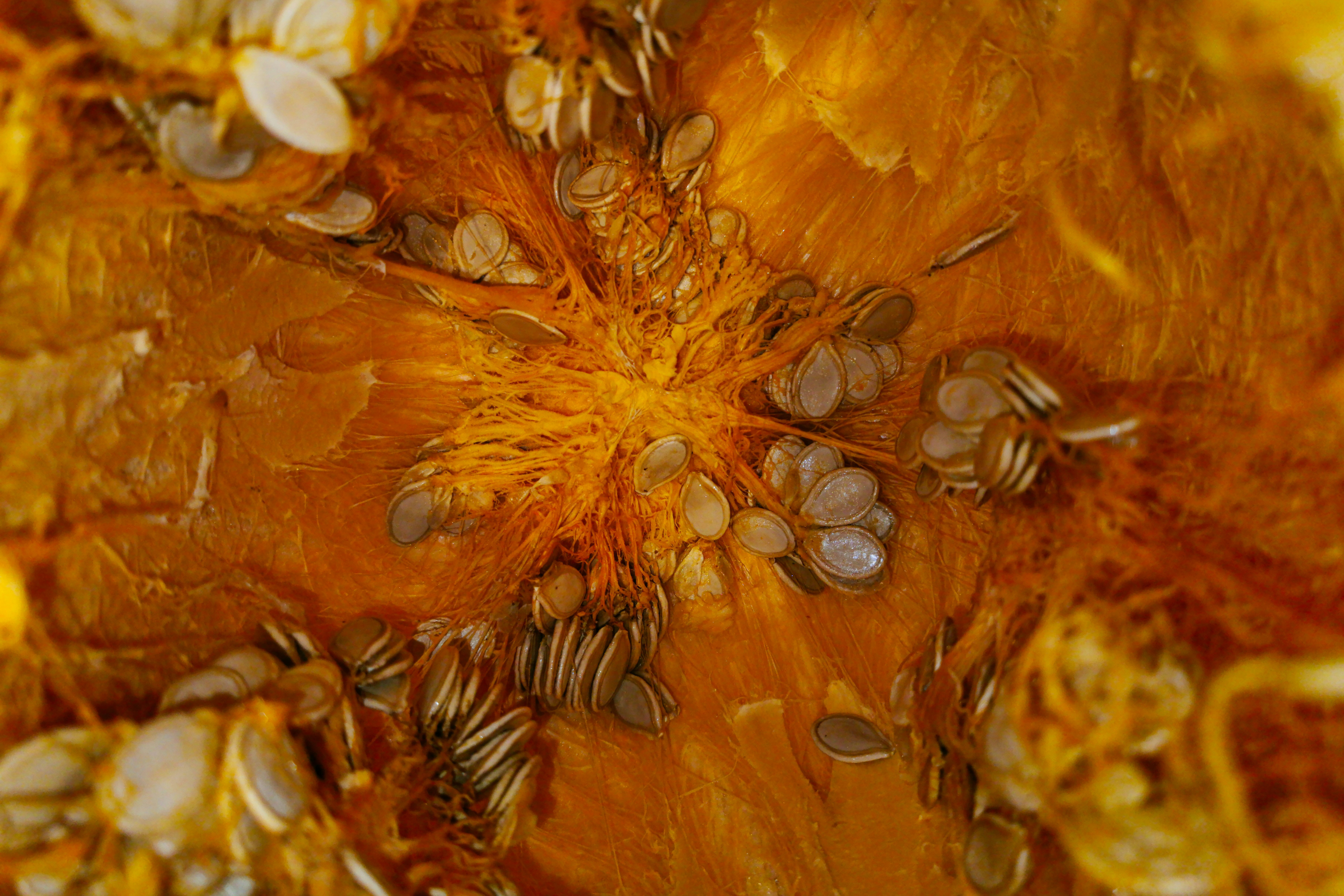 Pumpkin Seeds additional form
